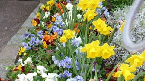 Viola x wittrockiana ‘Cats’ F1, en massif à La Madeleine (59). ©G. Baron
